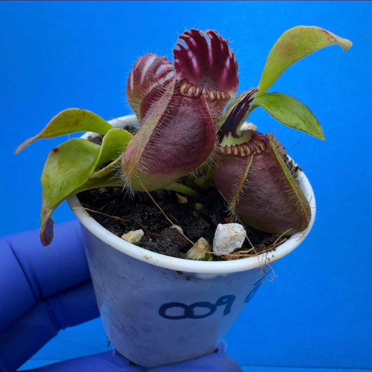 Cephalotus follicularis “Bubble Giant”