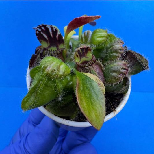 Cephalotus follicularis “Bogduc” (‘OG Black’ X “UC Davis”)