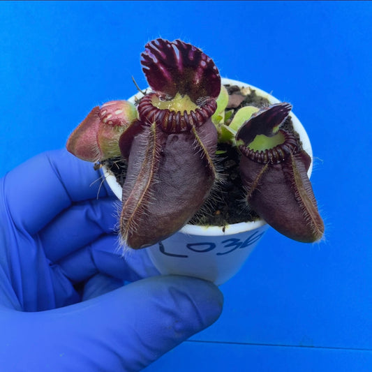 Cephalotus follicularis “Blix Goblin” (‘OG Black’ X (‘Hummer’s Giant’ X Self))