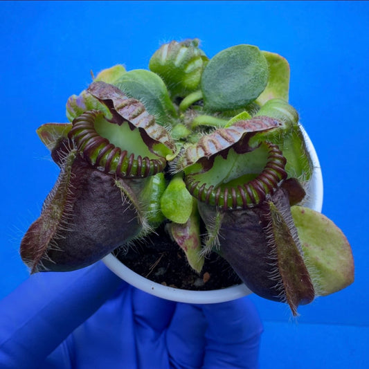 Cephalotus follicularis “Ogre” (‘OG Black’ X “Coalmine Beach”)