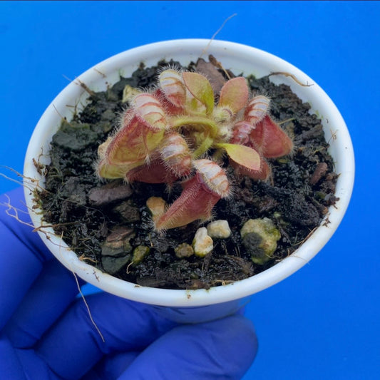 Cephalotus follicularis “Bogtanical” (‘OG Black’ X “UC Davis”)