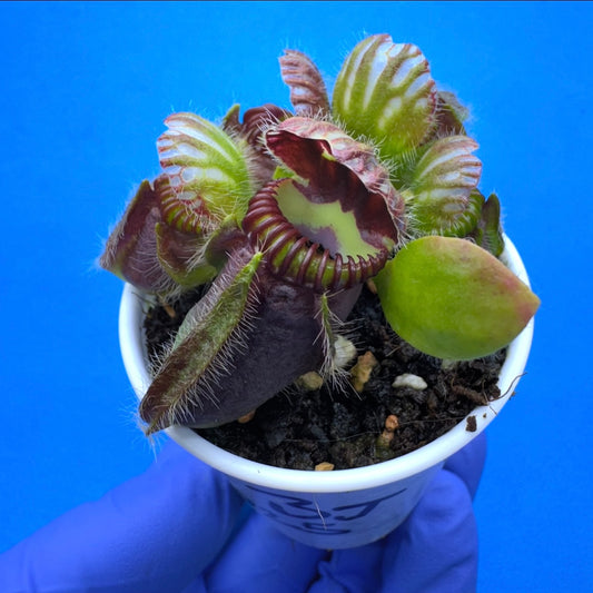 Cephalotus follicularis “Bogjewels” (‘OG Black’ X “Julie Jones”)