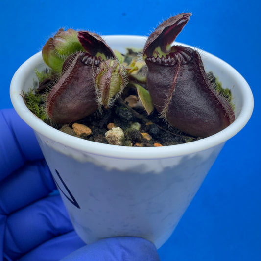 Cephalotus follicularis “Anthracite” (“Coalmine Beach” X ‘OG Black’)