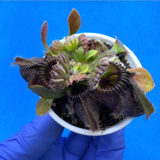 Cephalotus follicularis “Bogduc” (‘OG Black’ X “UC Davis”)