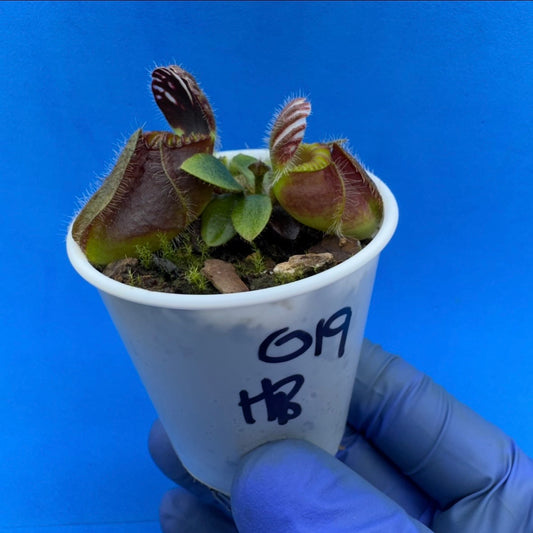 Cephalotus follicularis “Humbog” (('Hummer’s Giant’ X Self) X ‘OG Black’)