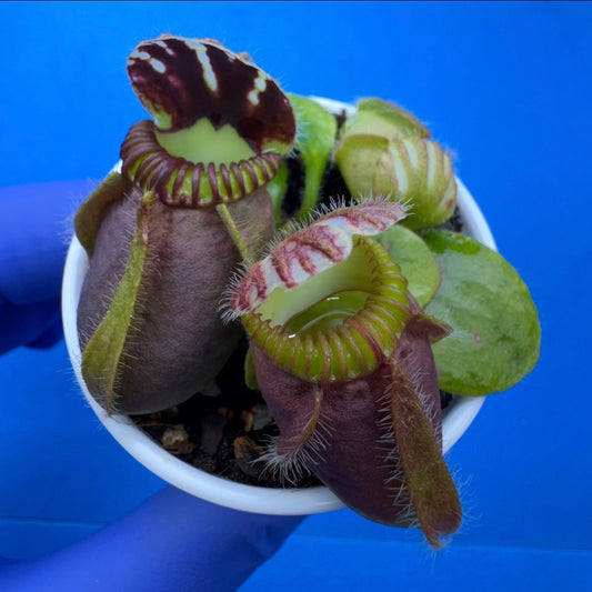 Cephalotus follicularis “Bubble Giant”