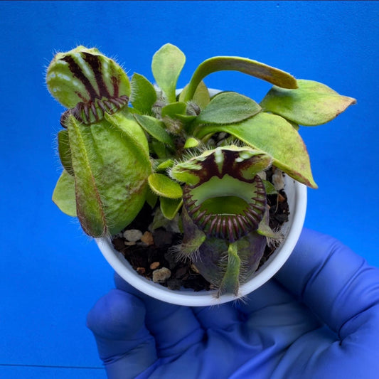 Cephalotus follicularis “UC Davis”