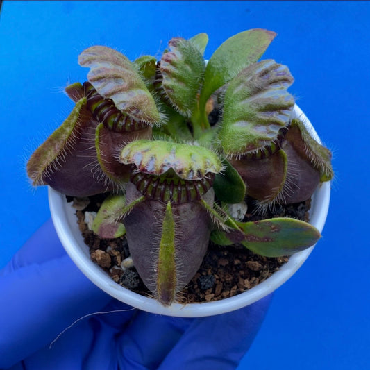 Cephalotus follicularis “Anthracite” (“Coalmine Beach” X ‘OG Black’)