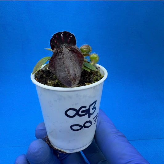 Cephalotus follicularis ‘OG Black’