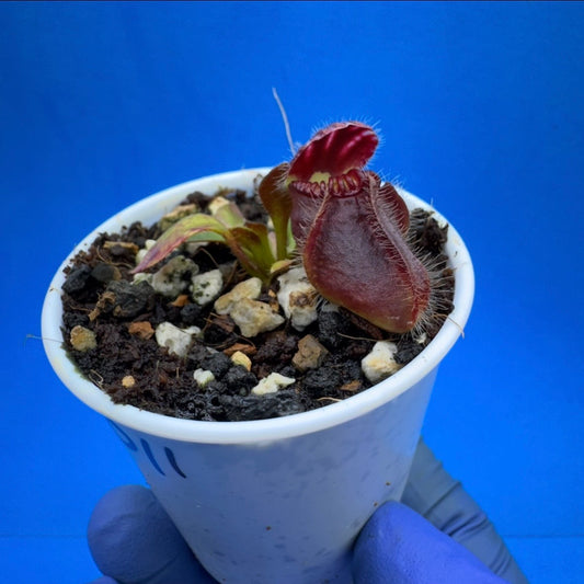 Cephalotus follicularis “Bogtanical” (‘OG Black’ X “UC Davis”)