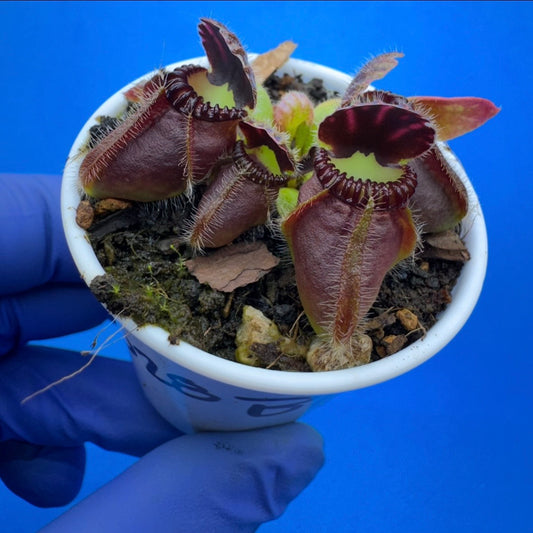 Cephalotus follicularis “Blix Goblin” (‘OG Black’ X (‘Hummer’s Giant’ X Self))