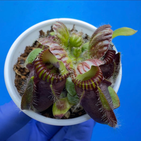 Cephalotus follicularis “Bogjewels” (‘OG Black’ X “Julie Jones”)