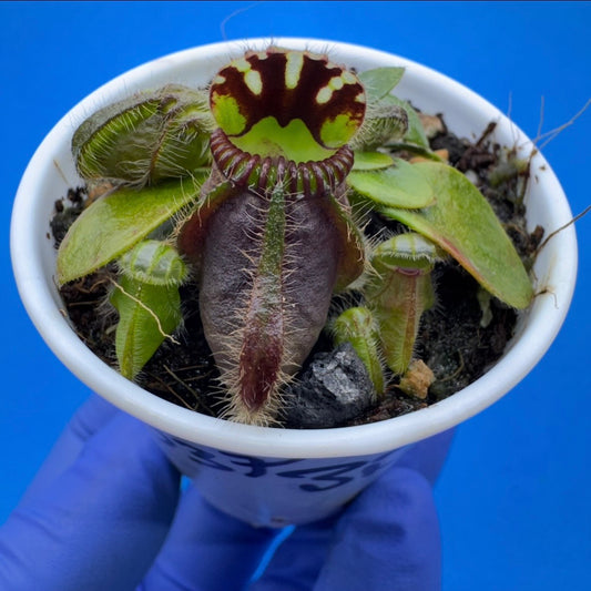 Cephalotus follicularis “Bogduc” (‘OG Black’ X “UC Davis”)