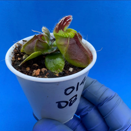 Cephalotus follicularis “Ducbog” (“UC Davis” X ‘OG Black’)