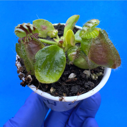 Cephalotus follicularis “Behemoth” (“UC Davis” X ‘OG Black’)