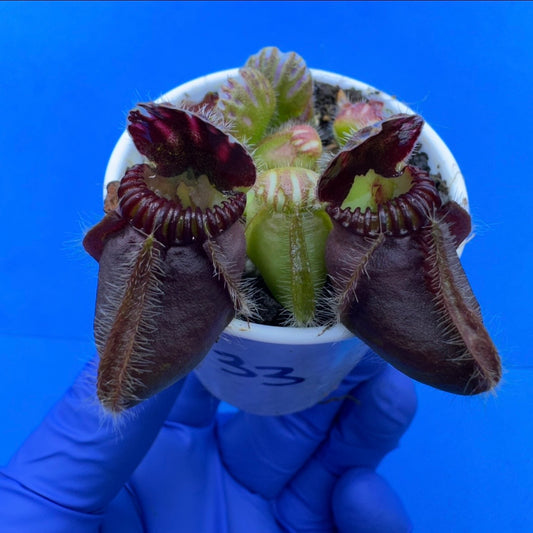 Cephalotus follicularis “Blix Goblin” (‘OG Black’ X (‘Hummer’s Giant’ X Self))