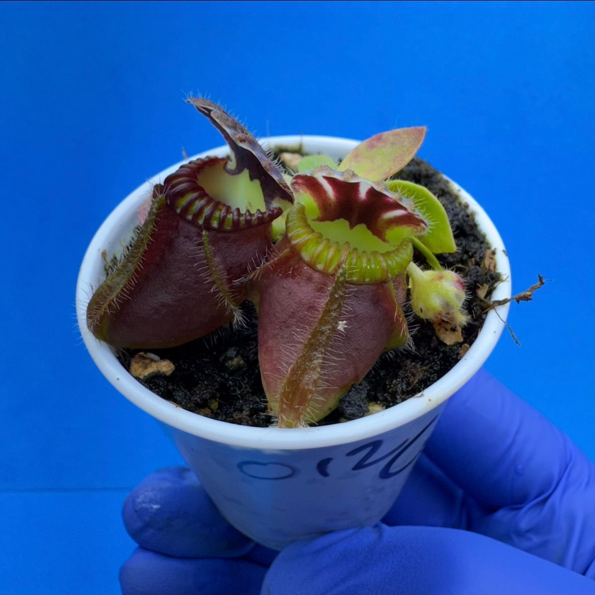 Cephalotus follicularis “Coalbog” (“Coalmine Beach” X ‘OG Black’)