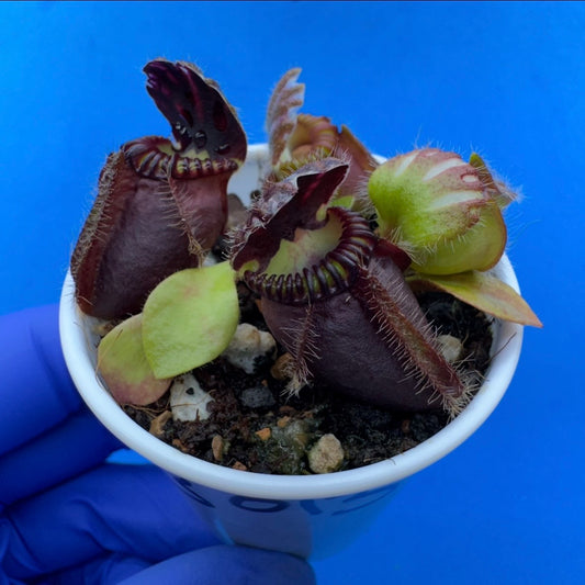 Cephalotus follicularis “Coalbog” (“Coalmine Beach” X ‘OG Black’)