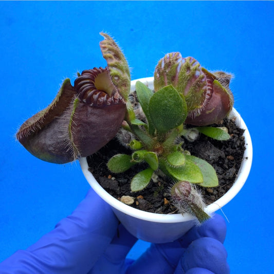 Cephalotus follicularis “Blix Goblin” (‘OG Black’ X (‘Hummer’s Giant’ X Self))