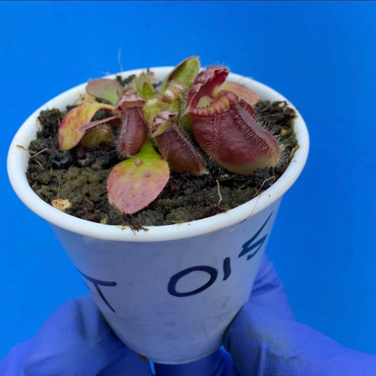 Cephalotus follicularis “Bogtanical” (‘OG Black’ X “UC Davis”)