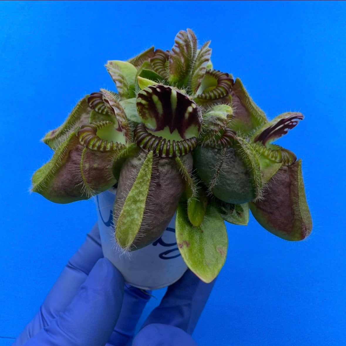 Cephalotus follicularis “UC Davis”