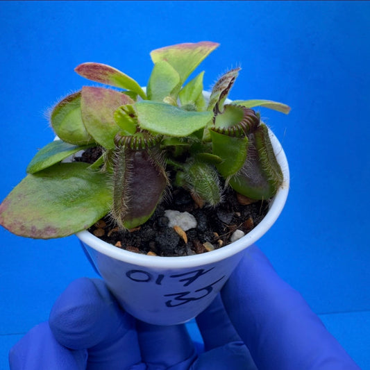 Cephalotus follicularis “Bogjewels” (‘OG Black’ X “Julie Jones”)