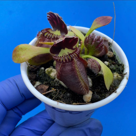 Cephalotus follicularis “Coalbog” (“Coalmine Beach” X ‘OG Black’)