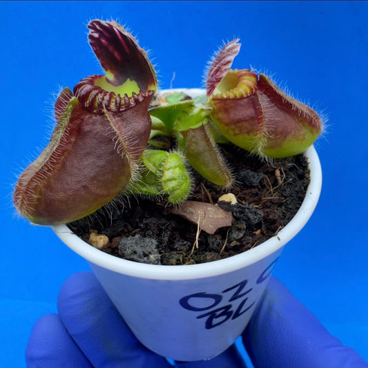 Cephalotus follicularis “Blix Goblin” (‘OG Black’ X (‘Hummer’s Giant’ X Self))