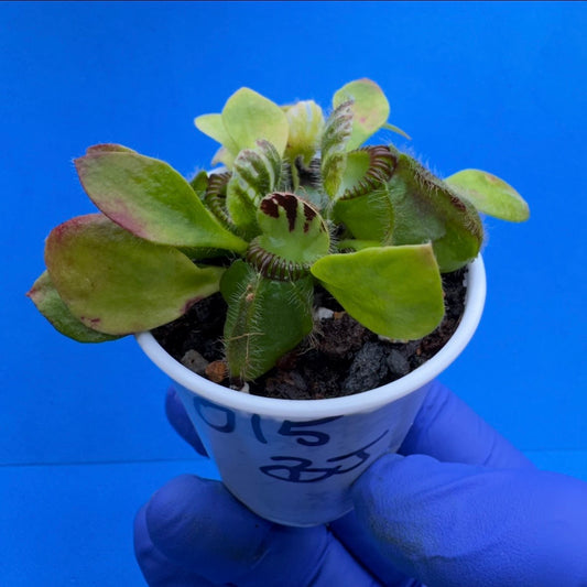 Cephalotus follicularis “Bogjewels” (‘OG Black’ X “Julie Jones”)