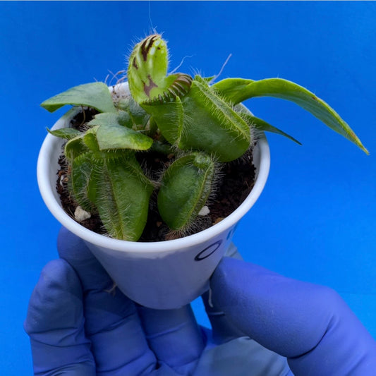 Cephalotus follicularis “Bogjewels” (‘OG Black’ X “Julie Jones”)