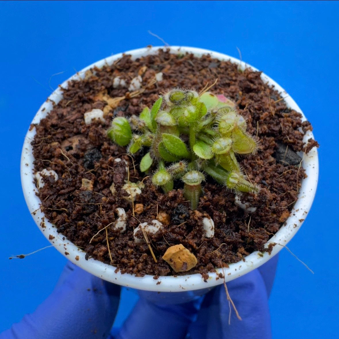 Cephalotus follicularis “Bogtanical” (‘OG Black’ X “UC Davis”)