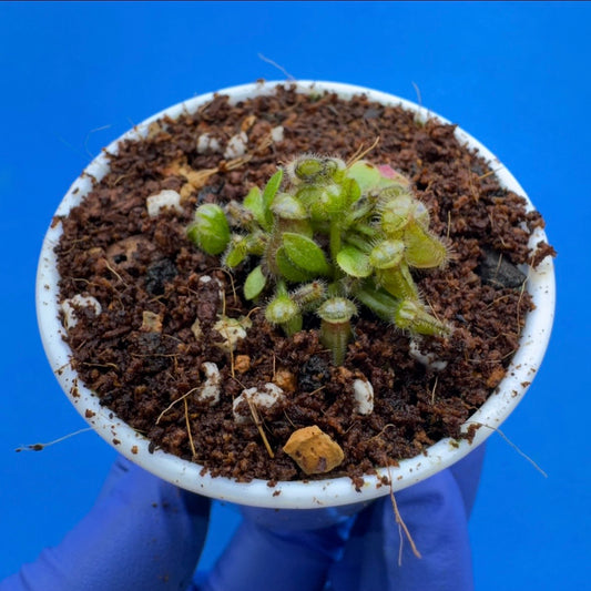 Cephalotus follicularis “Bogtanical” (‘OG Black’ X “UC Davis”)