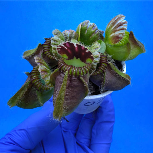 Cephalotus follicularis “Anthracite” (“Coalmine Beach” X ‘OG Black’)