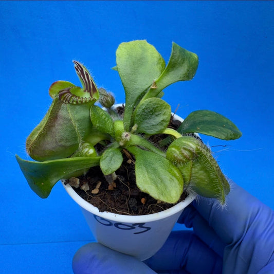 Cephalotus follicularis “Bubble Giant”