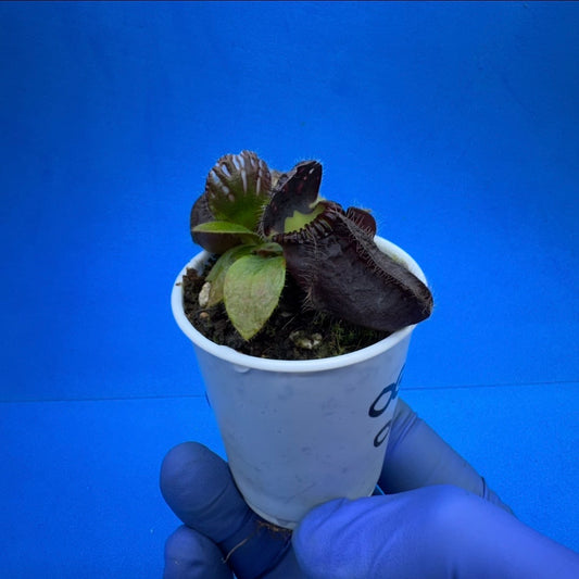 Cephalotus follicularis ‘OG Black’