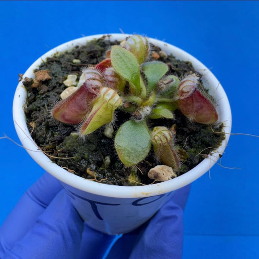 Cephalotus follicularis “Bogtanical” (‘OG Black’ X “UC Davis”)