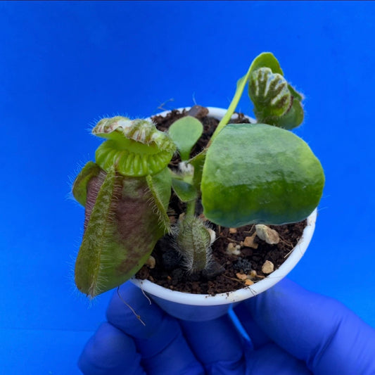 Cephalotus follicularis “Bubble Giant”