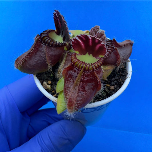 Cephalotus follicularis “Blix Goblin” (‘OG Black’ X (‘Hummer’s Giant’ X Self))