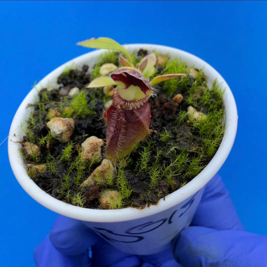 Cephalotus follicularis “Humbog” (('Hummer’s Giant’ X Self) X ‘OG Black’)