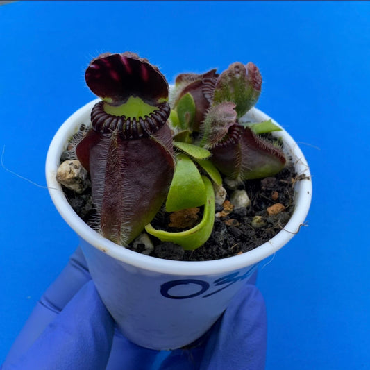 Cephalotus follicularis “Blix Goblin” (‘OG Black’ X (‘Hummer’s Giant’ X Self))