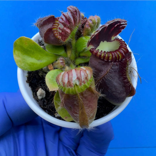 Cephalotus follicularis “Ogre” (‘OG Black’ X “Coalmine Beach”)