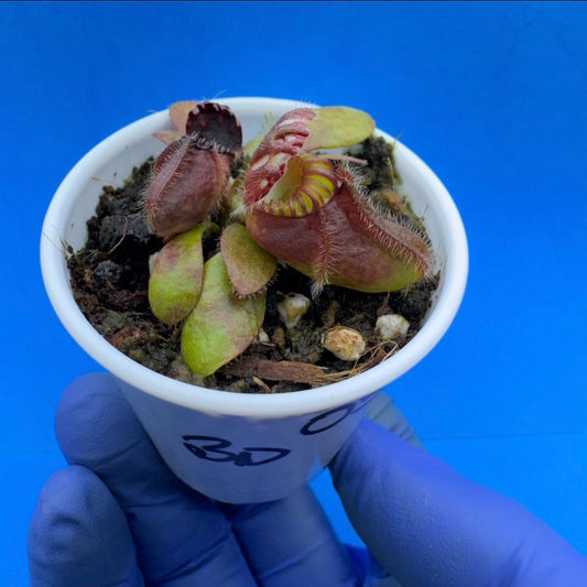 Cephalotus follicularis “Bogduc” (‘OG Black’ X “UC Davis”)