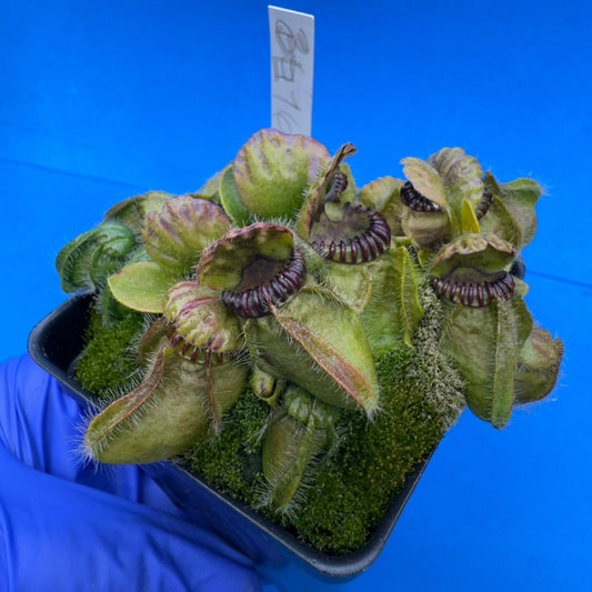 Cephalotus follicularis “Blix Goblin” (‘OG Black’ X (‘Hummer’s Giant’ X Self))