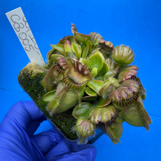 Cephalotus follicularis “Coalbog” (“Coalmine Beach” X ‘OG Black’)