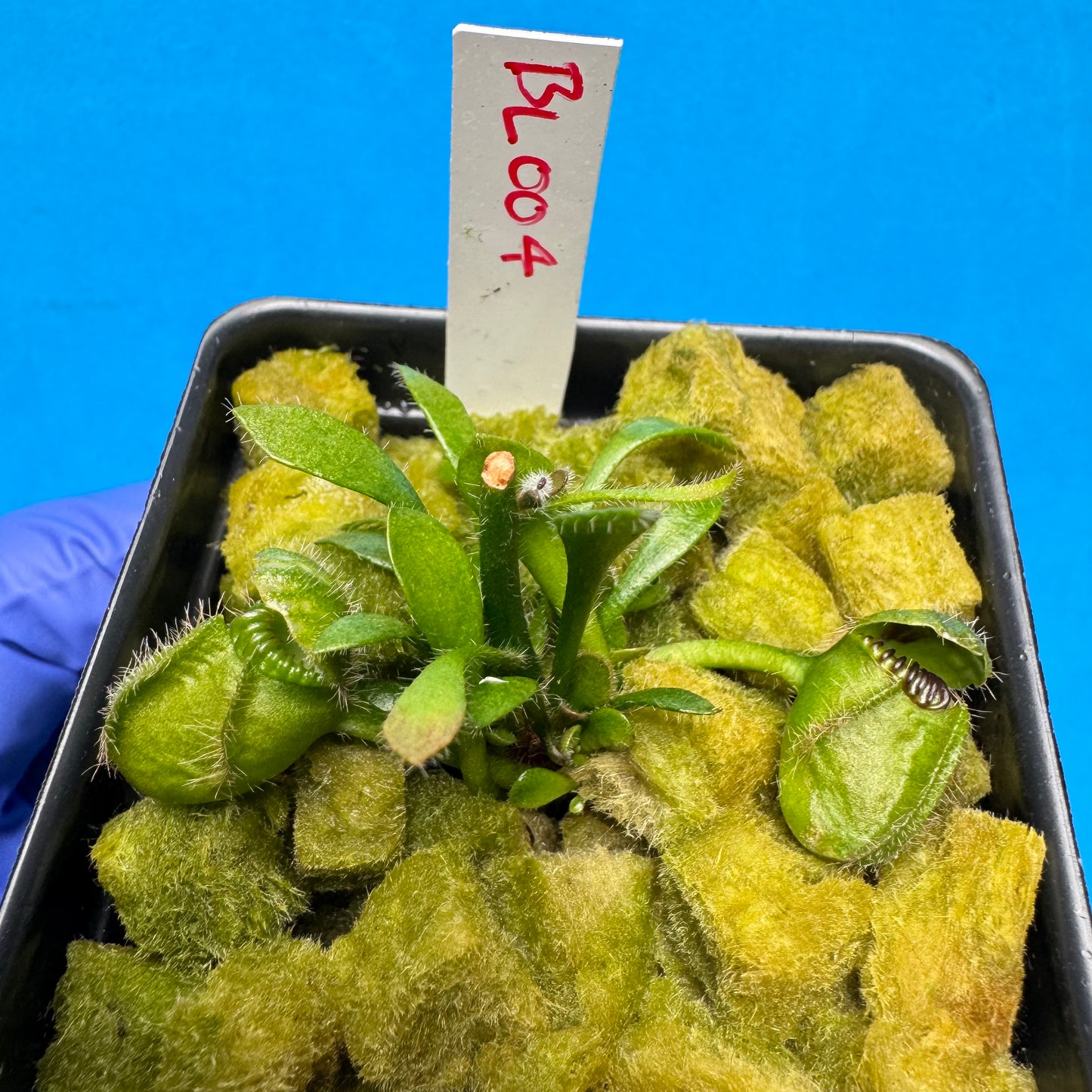 Cephalotus follicularis “Blix Goblin” (‘OG Black’ X (‘Hummer’s Giant’ X Self))