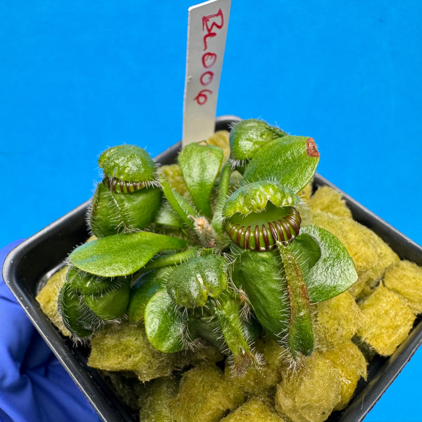 Cephalotus follicularis “Blix Goblin” (‘OG Black’ X (‘Hummer’s Giant’ X Self))