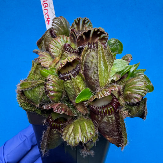 Cephalotus follicularis “Humbog” (('Hummer’s Giant’ X Self) X ‘OG Black’)