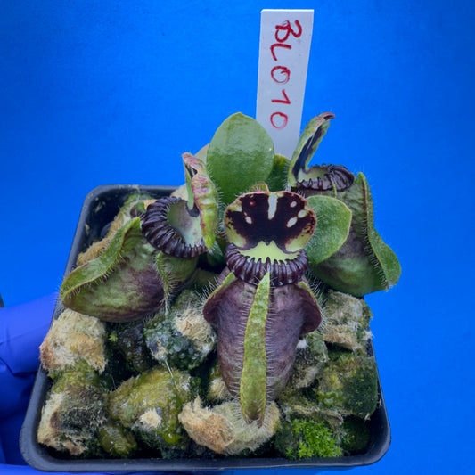 Cephalotus follicularis “Blix Goblin” (‘OG Black’ X (‘Hummer’s Giant’ X Self))