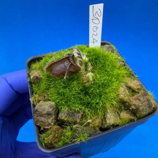Cephalotus follicularis “Bogduc” (‘OG Black’ X “UC Davis”)
