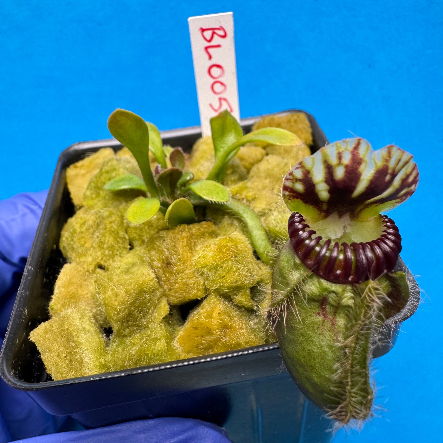 Cephalotus follicularis “Blix Goblin” (‘OG Black’ X (‘Hummer’s Giant’ X Self))